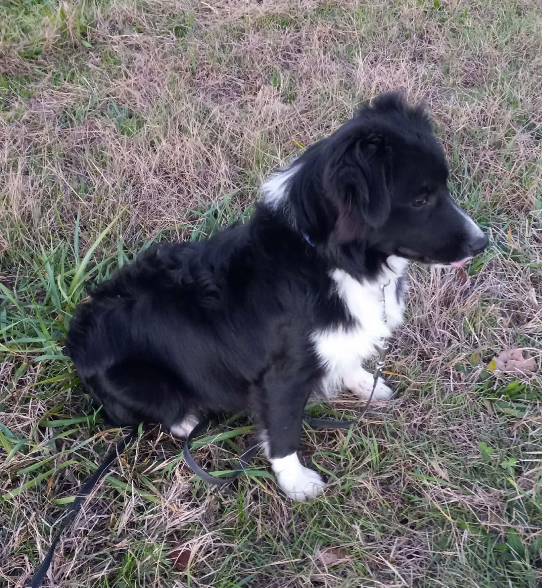 Enlarge Little Joe in Kentucky, a ADOPTABLE mixed breed in Albany, KY image 2/5