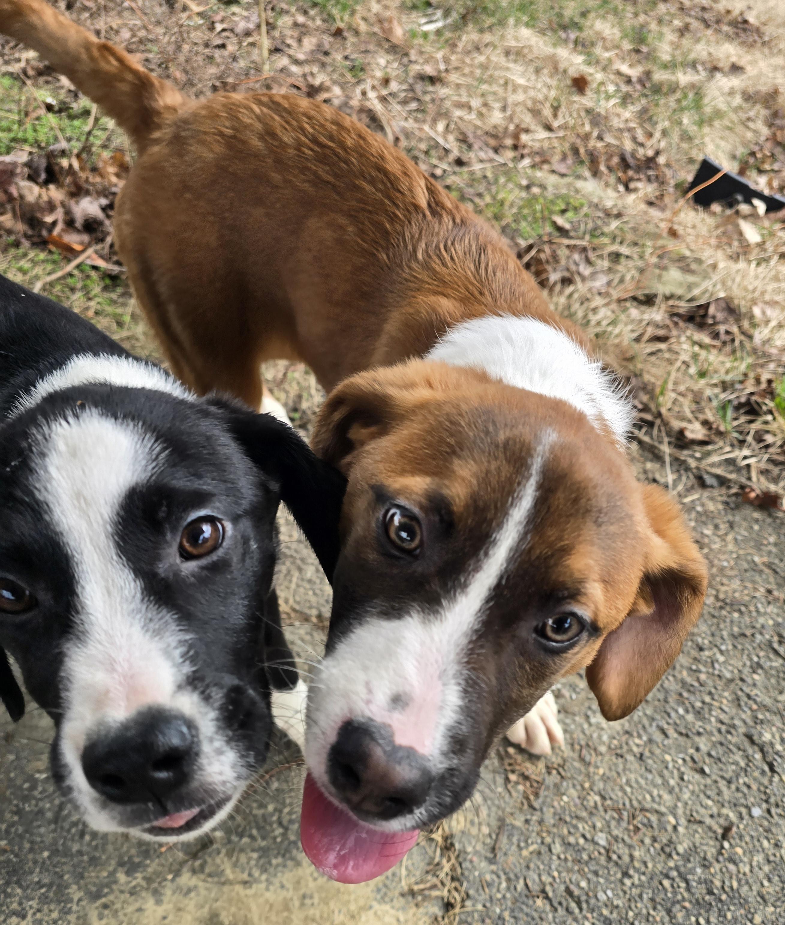 Enlarge Camilla , an adopted mixed breed in Elizabeth, PA image 2/5