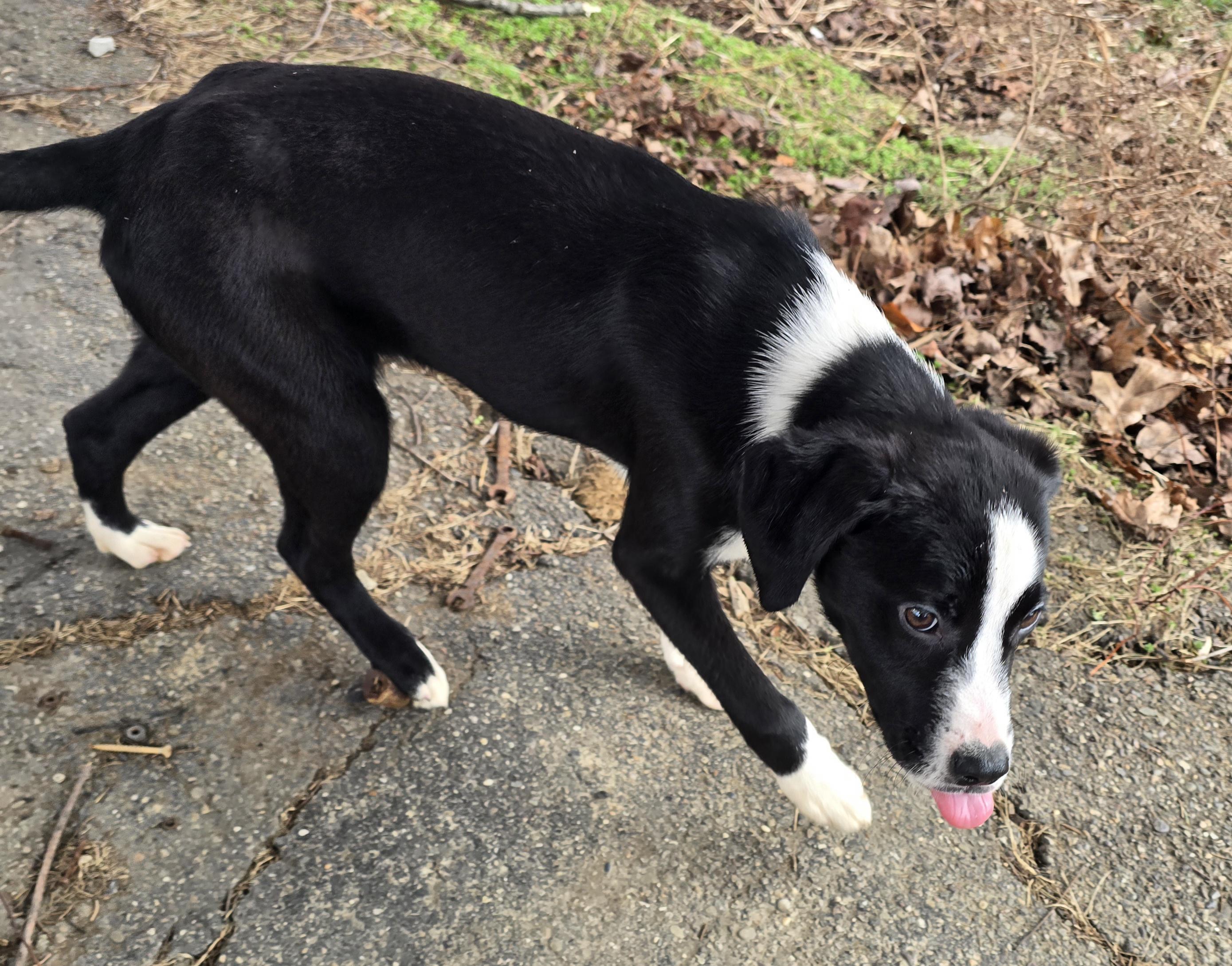 Enlarge Camilla , an adopted mixed breed in Elizabeth, PA image 3/5