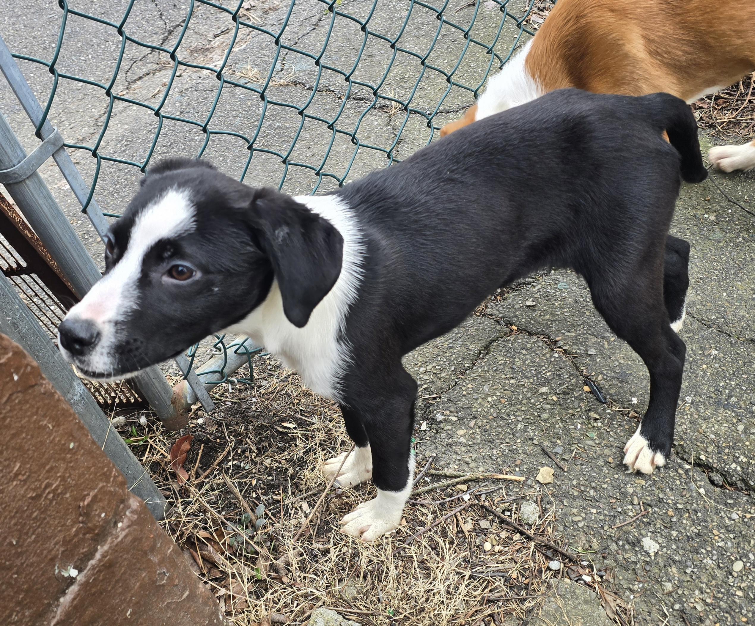 Enlarge Camilla , an adopted mixed breed in Elizabeth, PA image 4/5