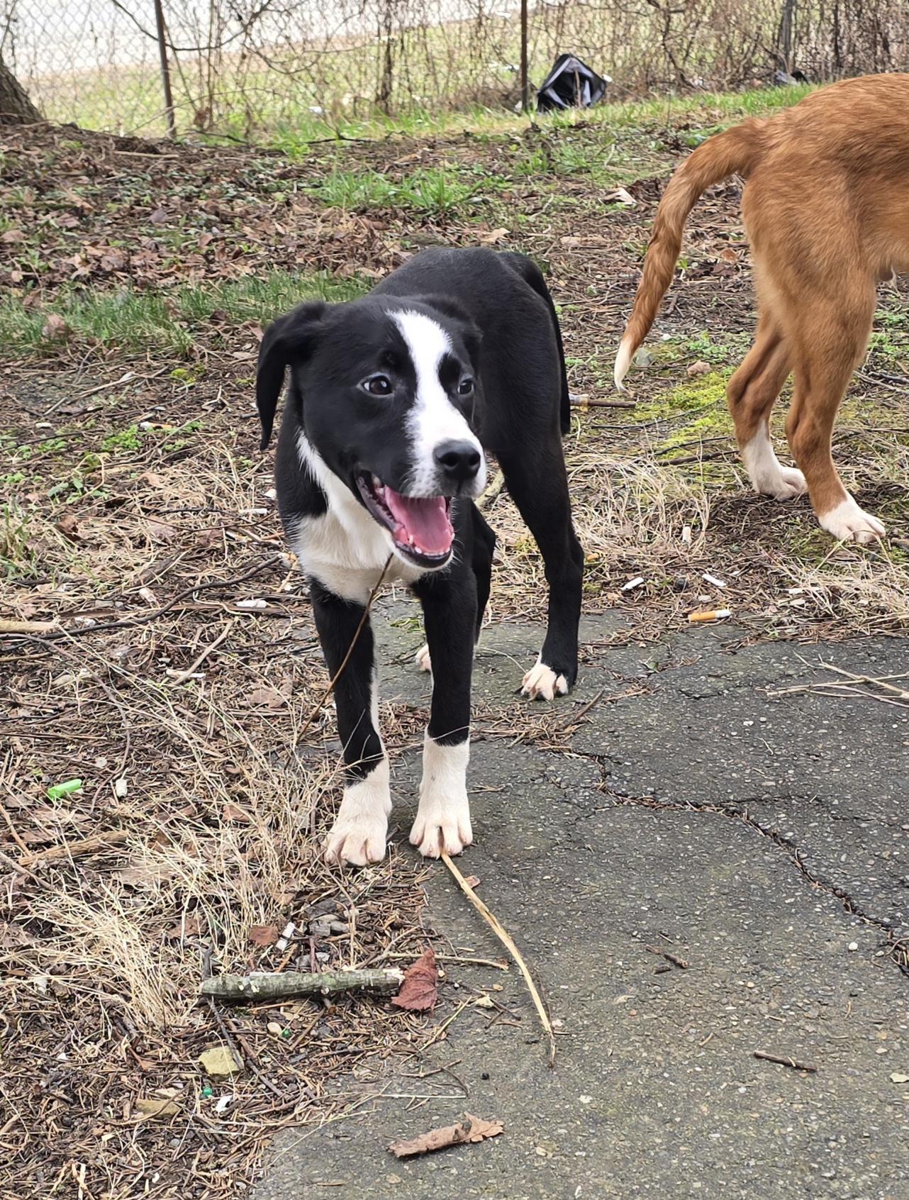 Enlarge Camilla , an adopted mixed breed in Elizabeth, PA image 5/5
