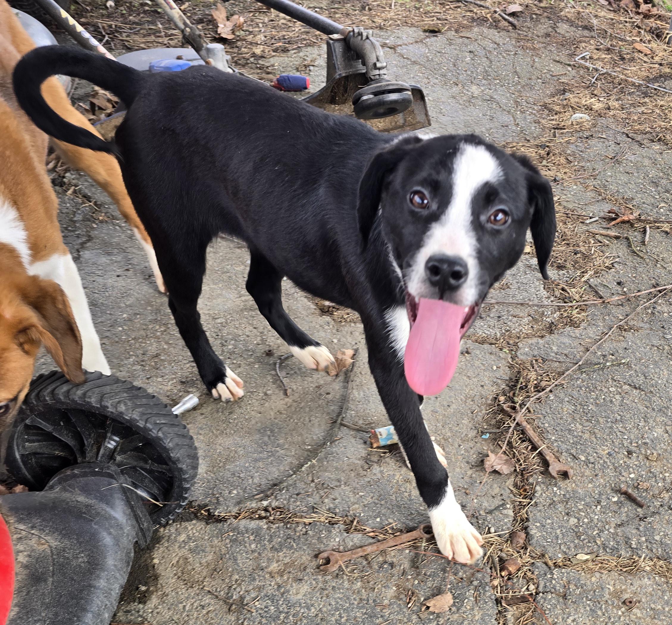 Camilla , adopted, Puppy Female Black Labrador Retriever & Border Collie.