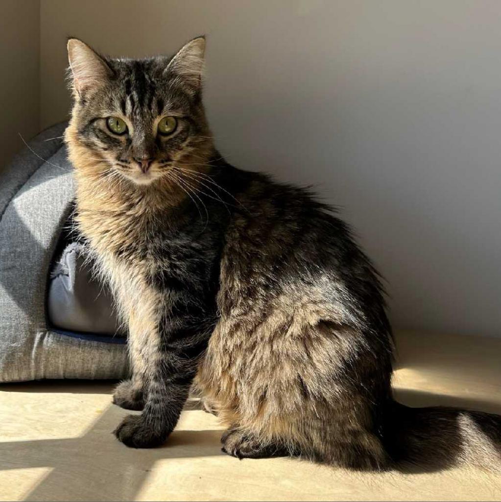 Enlarge Pebbles, a Adoptable Domestic Long Hair in Los Angeles, CA image 1/3