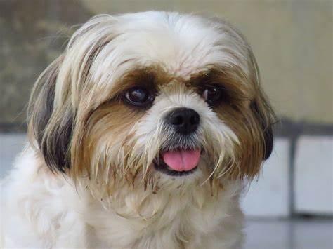 Enlarge Peri- test- prod, an adopted Shih Tzu in Bettles, MN image 2/3