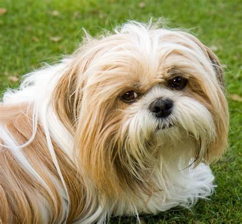 Peri- test- prod, adopted, Senior Female Shih Tzu.
