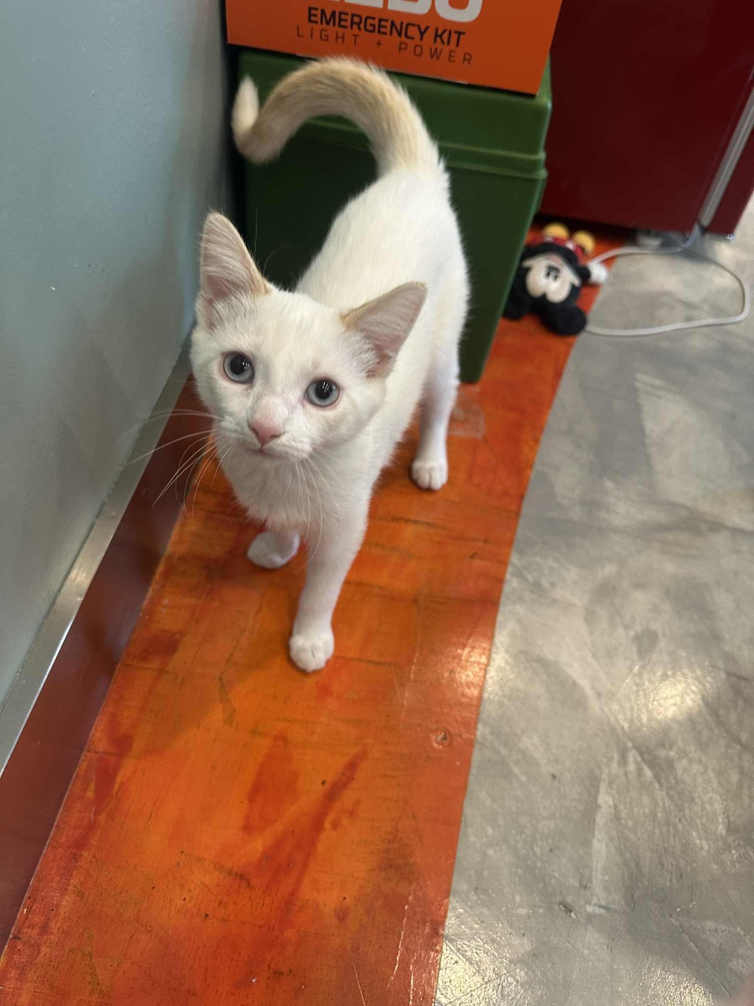 Enlarge Souffle, a Adopted mixed breed in Cincinnati, OH image 1/3