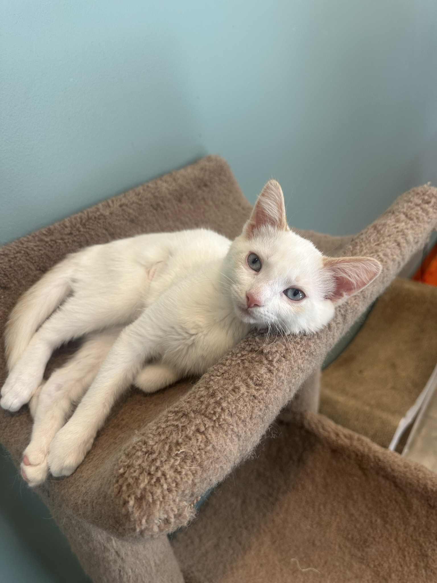 Enlarge Souffle, a Adopted mixed breed in Cincinnati, OH image 2/3