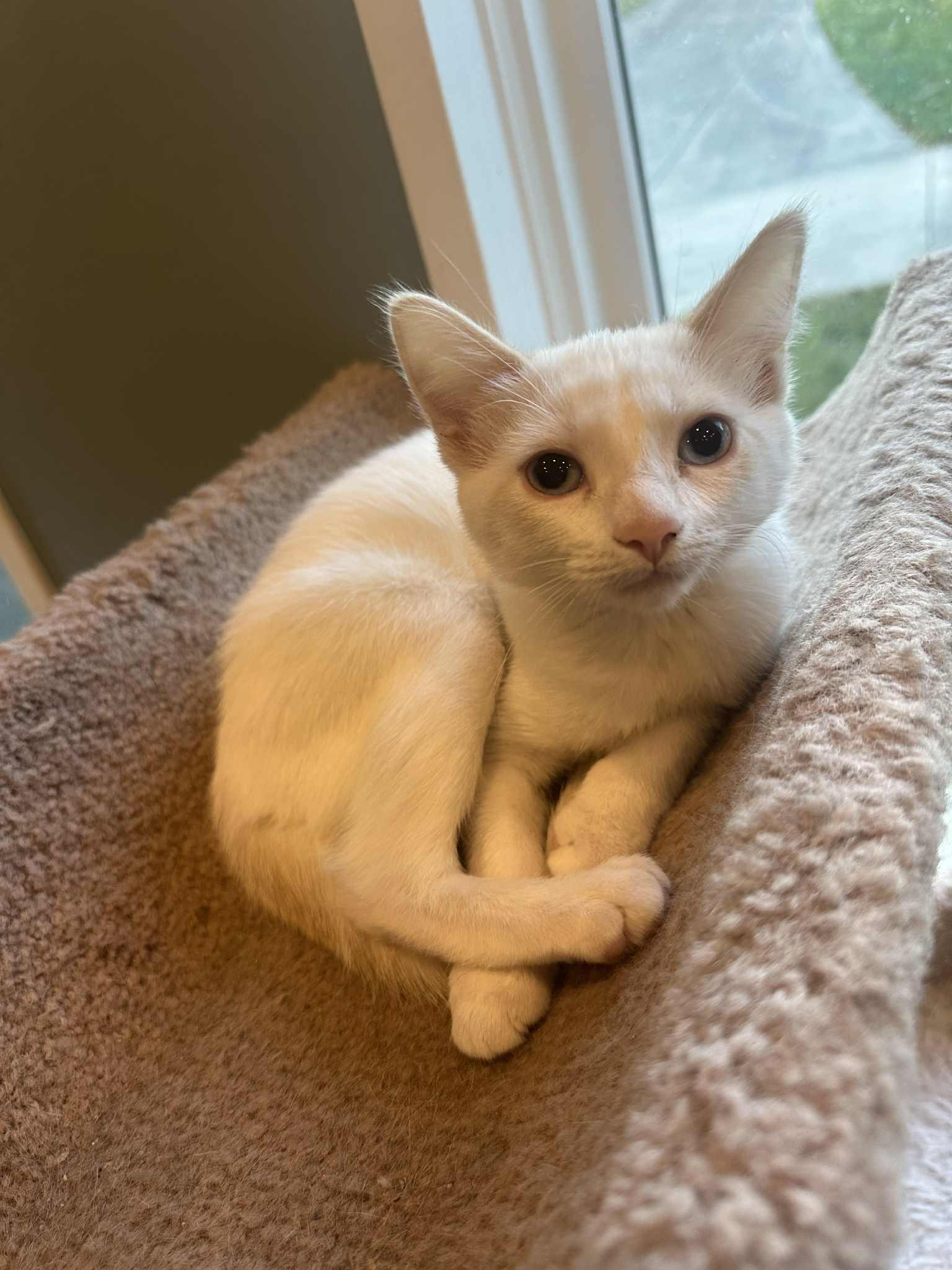 Enlarge Souffle, a Adopted mixed breed in Cincinnati, OH image 3/3