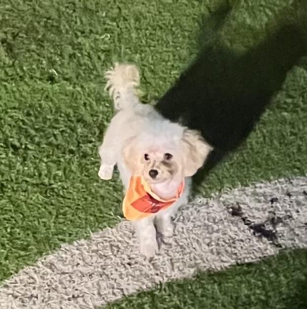 Enlarge Peaches, a Adopted Cavapoo in Fort Myers, FL image 1/5