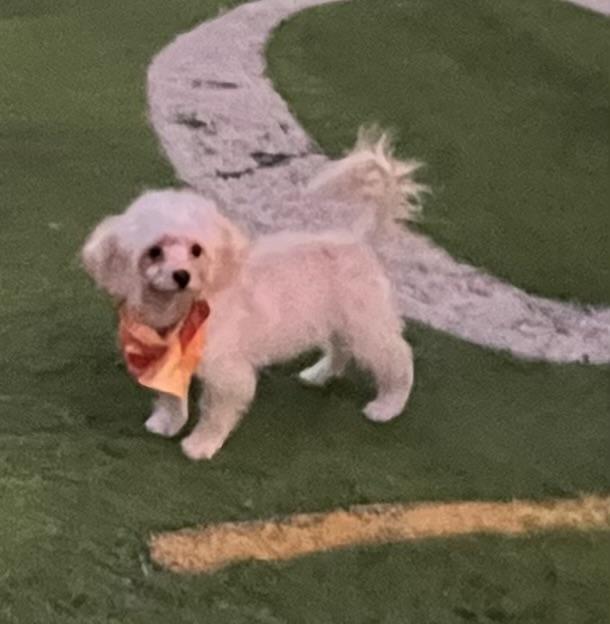 Enlarge Peaches, a Adopted Cavapoo in Fort Myers, FL image 2/5