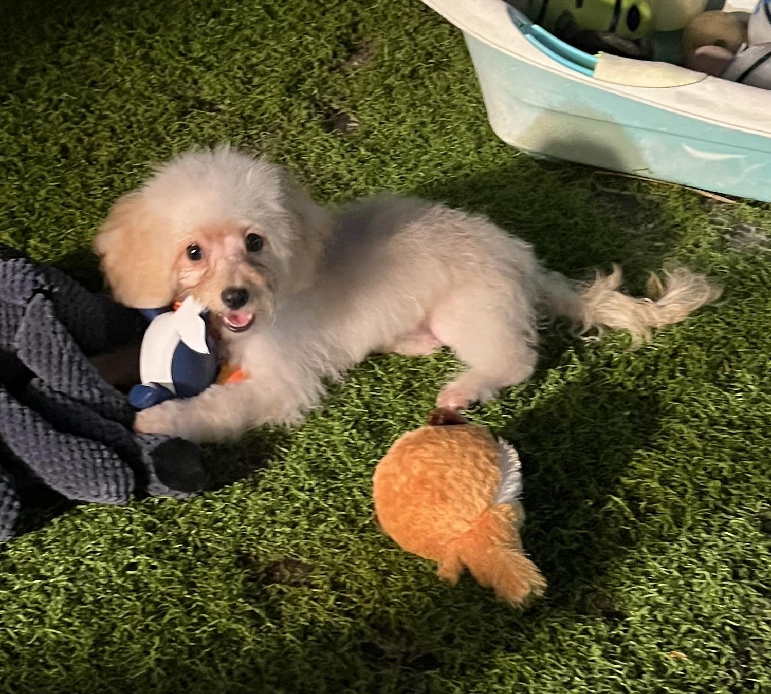 Enlarge Peaches, a Adopted Cavapoo in Fort Myers, FL image 3/5