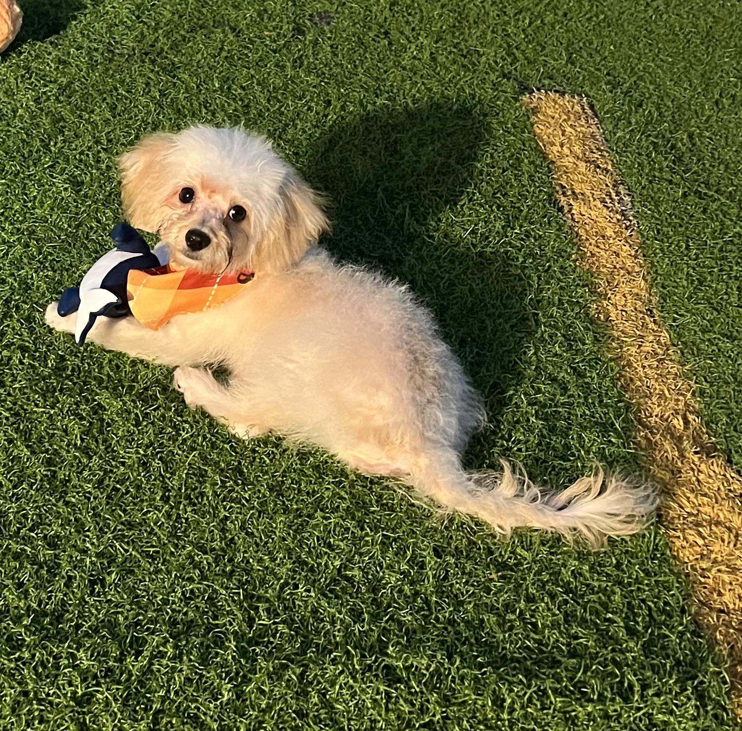 Enlarge Peaches, a Adopted Cavapoo in Fort Myers, FL image 4/5