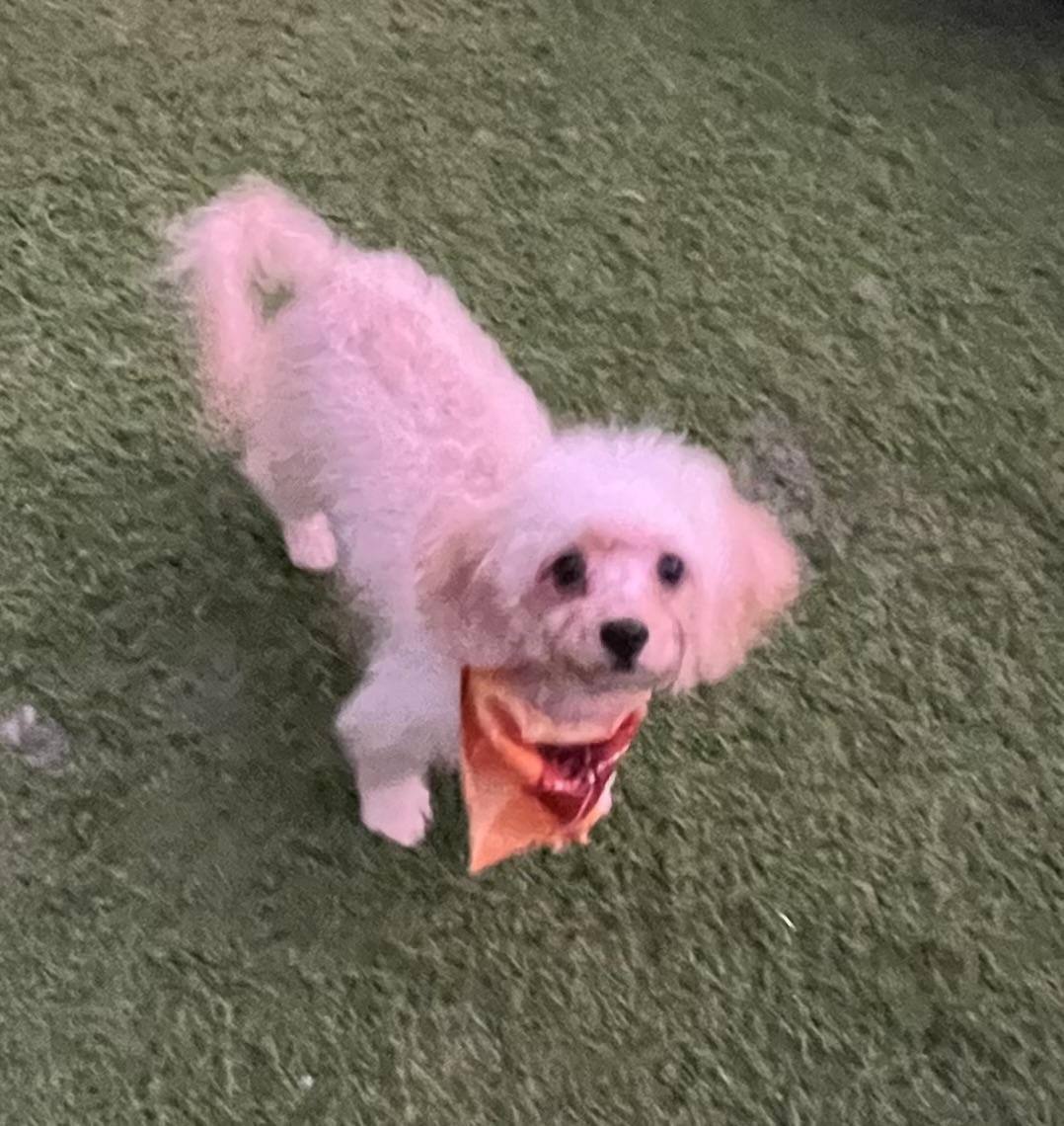 Enlarge Peaches, a Adopted Cavapoo in Fort Myers, FL image 5/5