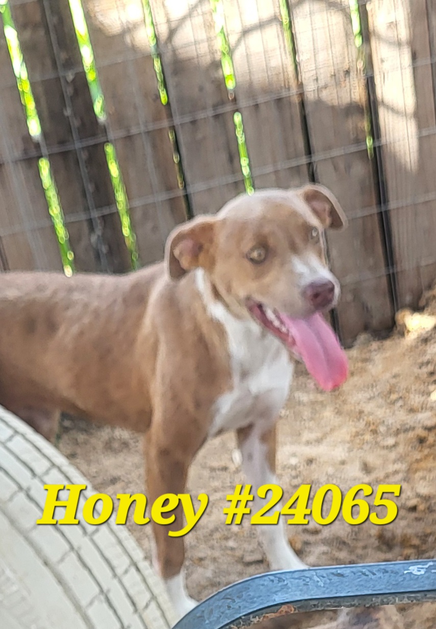 Enlarge Honey #24065, a Adoptable Mixed Breed in Mexia, TX image 1/1