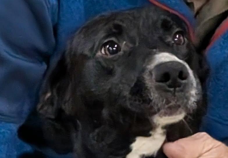 Piper, Young Female Labrador Retriever