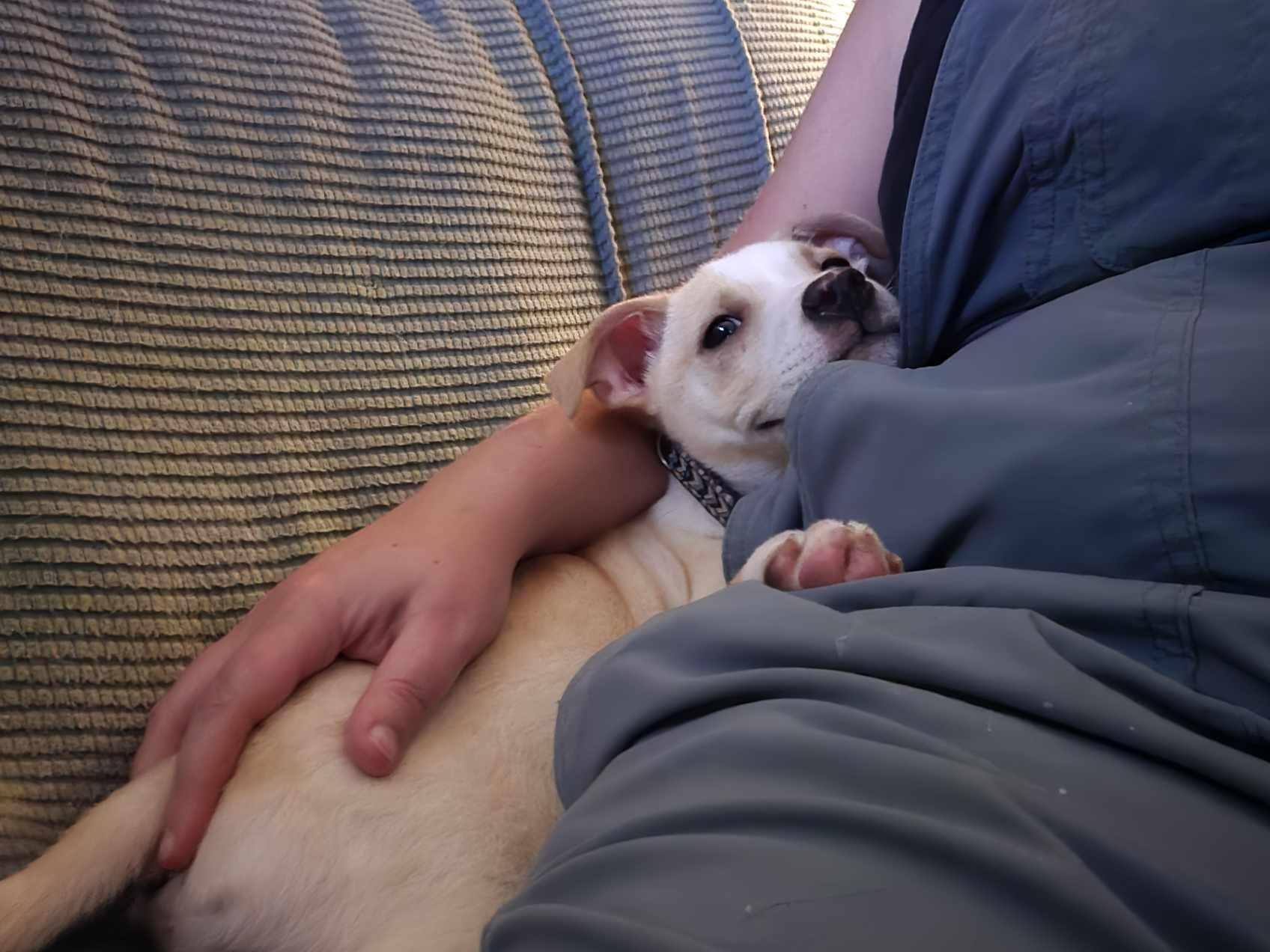 Peanut photo 5