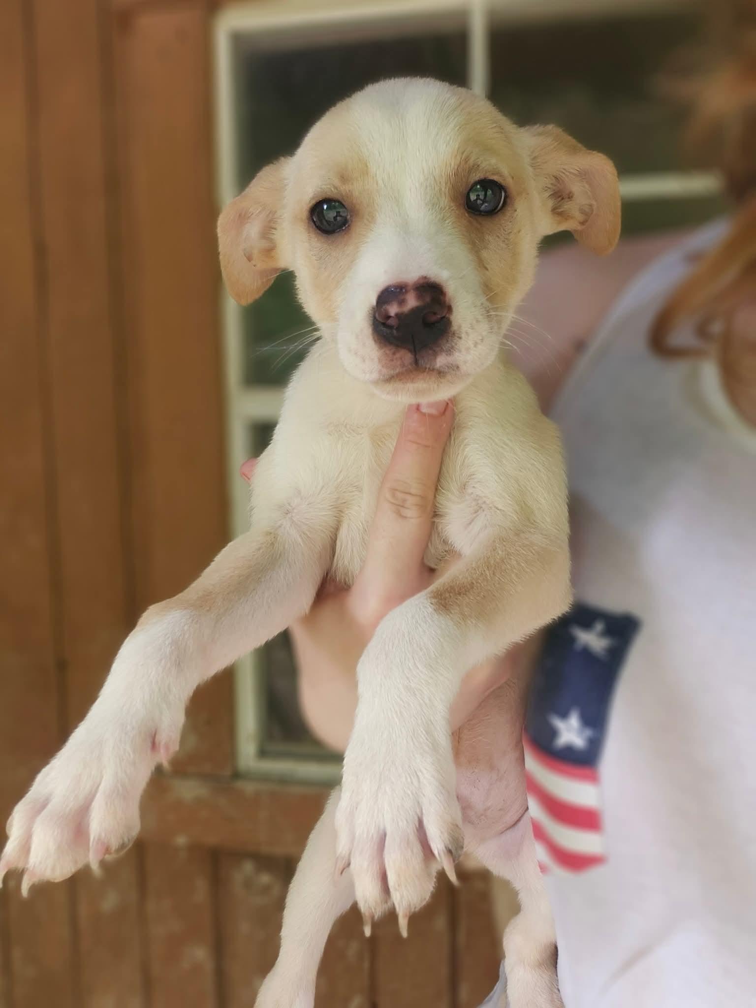 Peanut photo 2