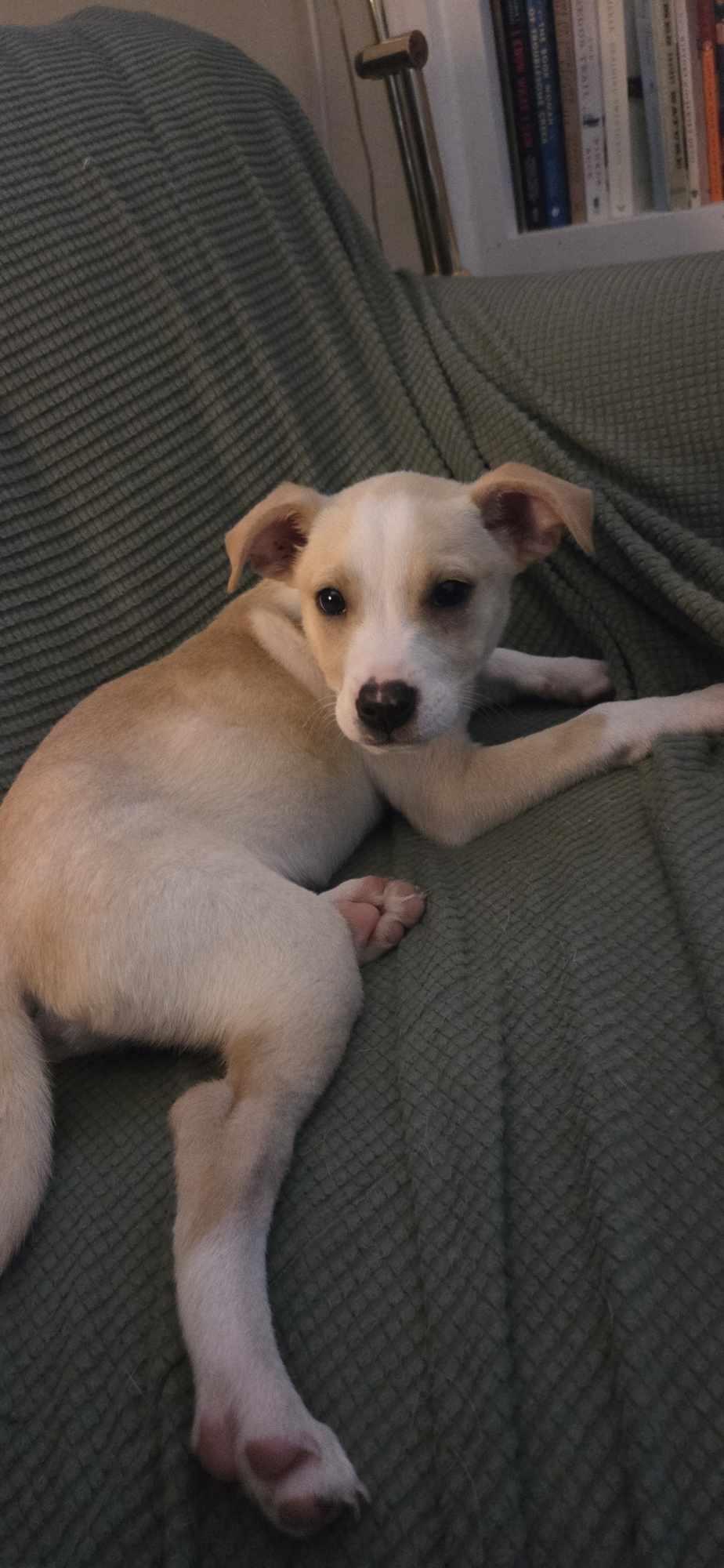 Peanut photo 6