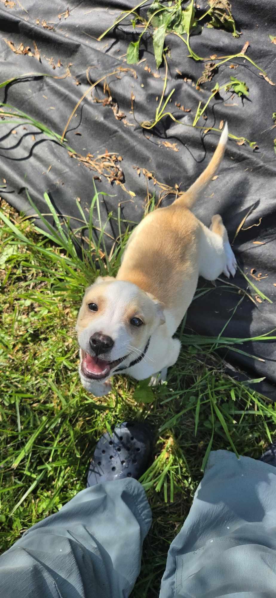 Peanut, Baby Male Collie