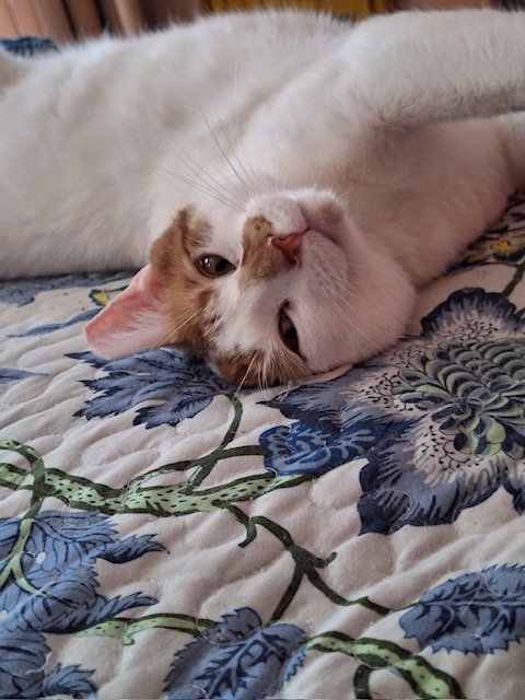 Dreamy ***COURTESY POST***, a Adoptable Domestic Short Hair image 1/4