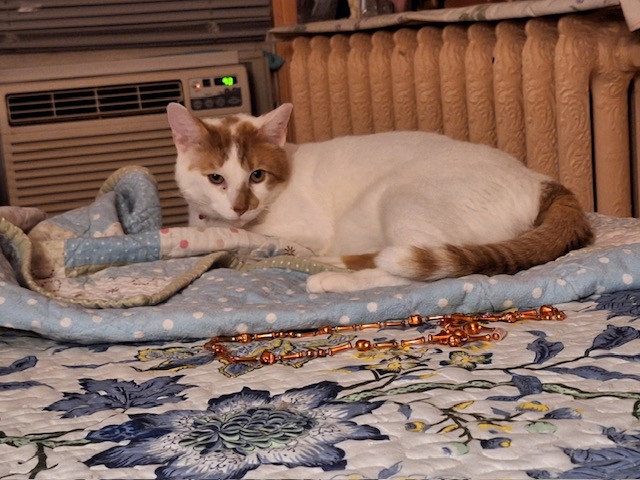 Dreamy ***COURTESY POST***, Adult Male Domestic Short Hair