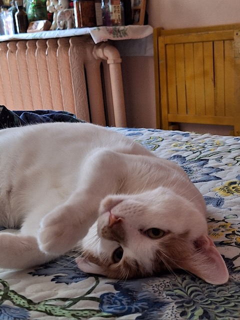 Dreamy ***COURTESY POST***, a Adoptable Domestic Short Hair image 3/4