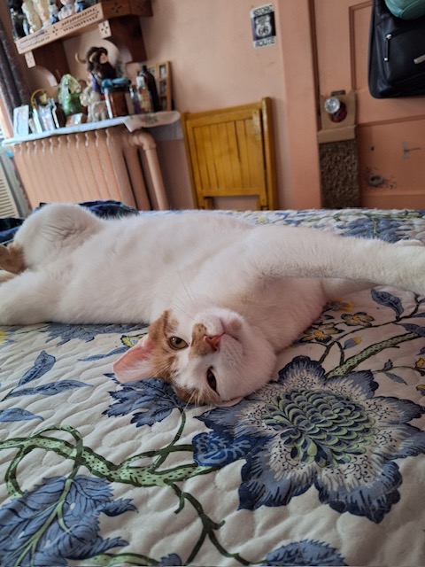 Dreamy ***COURTESY POST***, a Adoptable Domestic Short Hair image 4/4