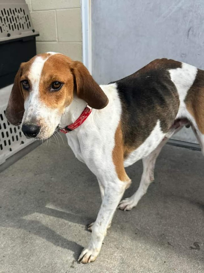 Enlarge Topher, a Adoptable Hound in North Myrtle Beach, SC image 6/6