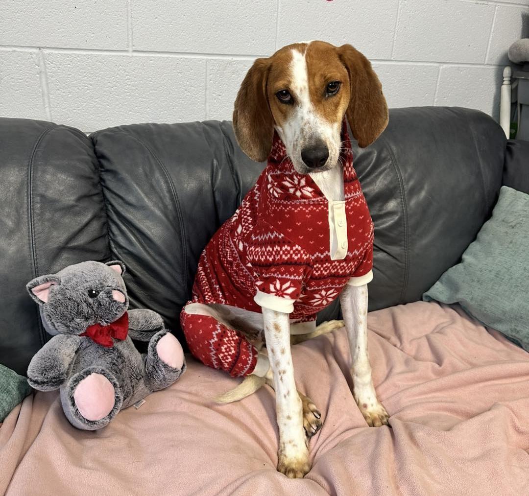 Enlarge Topher, a Adoptable Hound in North Myrtle Beach, SC image 4/6