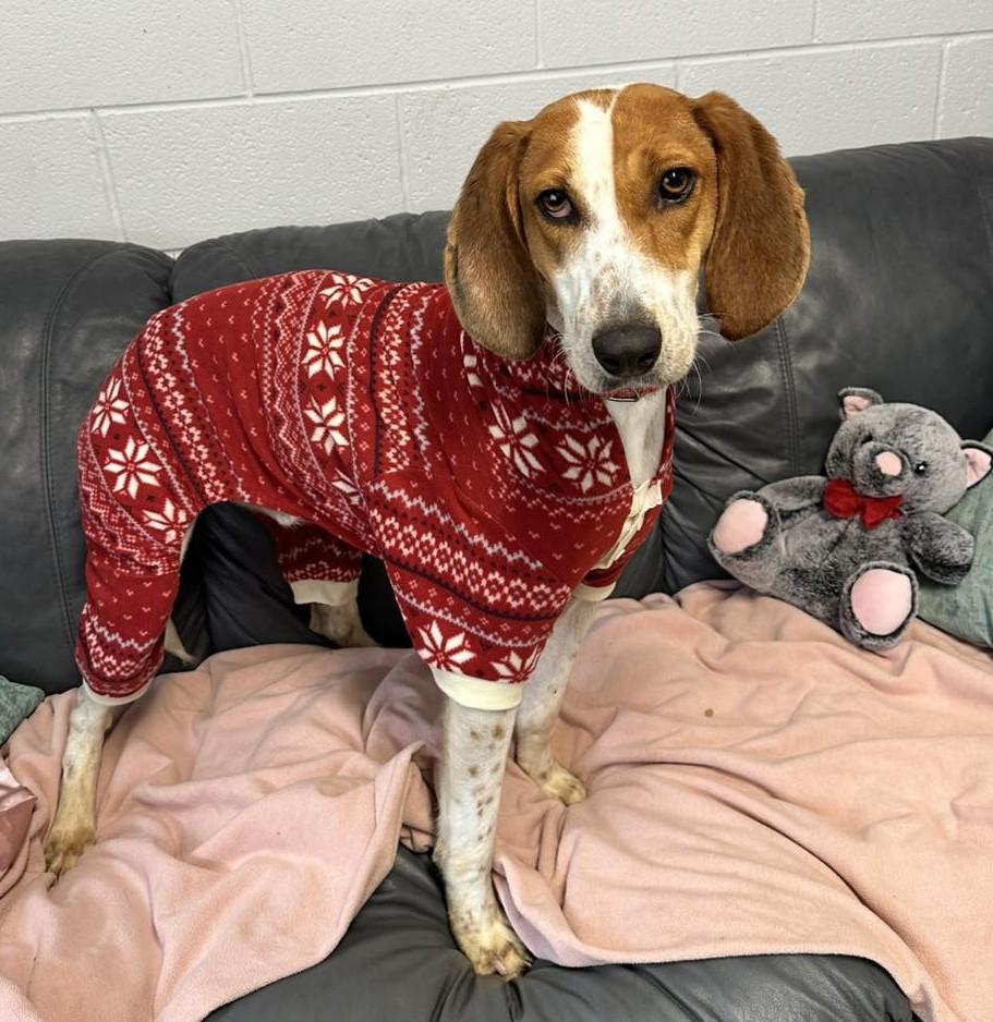 Enlarge Topher, a Adoptable Hound in North Myrtle Beach, SC image 2/6