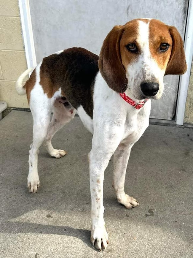 Enlarge Topher, a Adoptable Hound in North Myrtle Beach, SC image 5/6