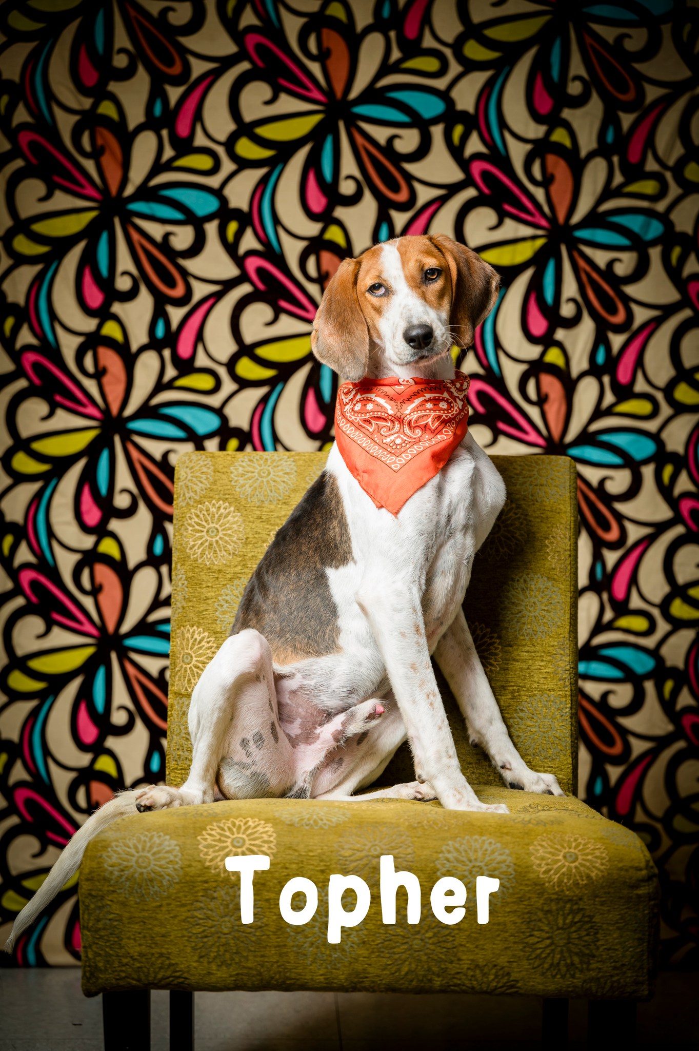 Topher, Adoptable, Adult Male Hound.