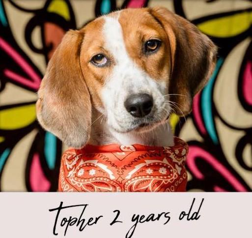 Enlarge Topher, a Adoptable Hound in North Myrtle Beach, SC image 3/6
