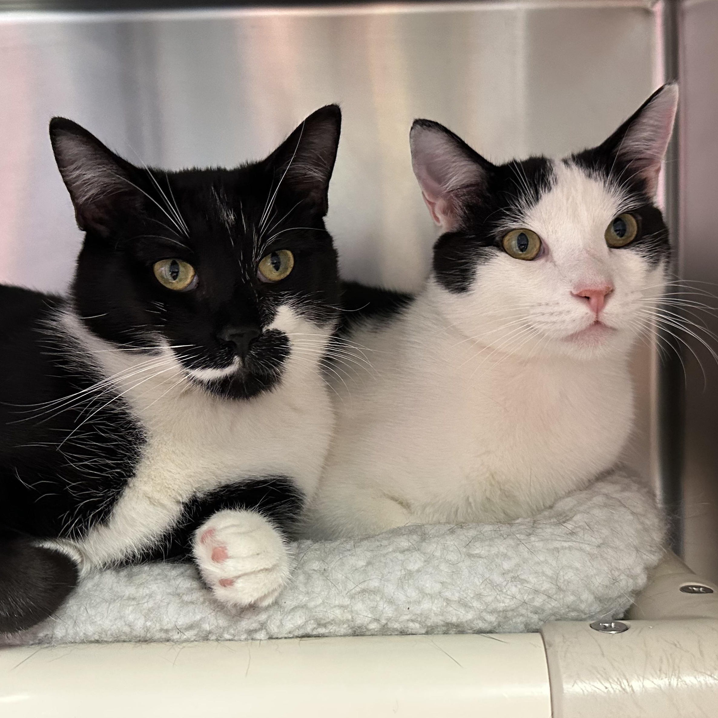 Mowgli & Finn- Bonded Brothers Looking for a Hero, a ADOPTABLE Domestic Short Hair in Clifton, NJ image 6/6