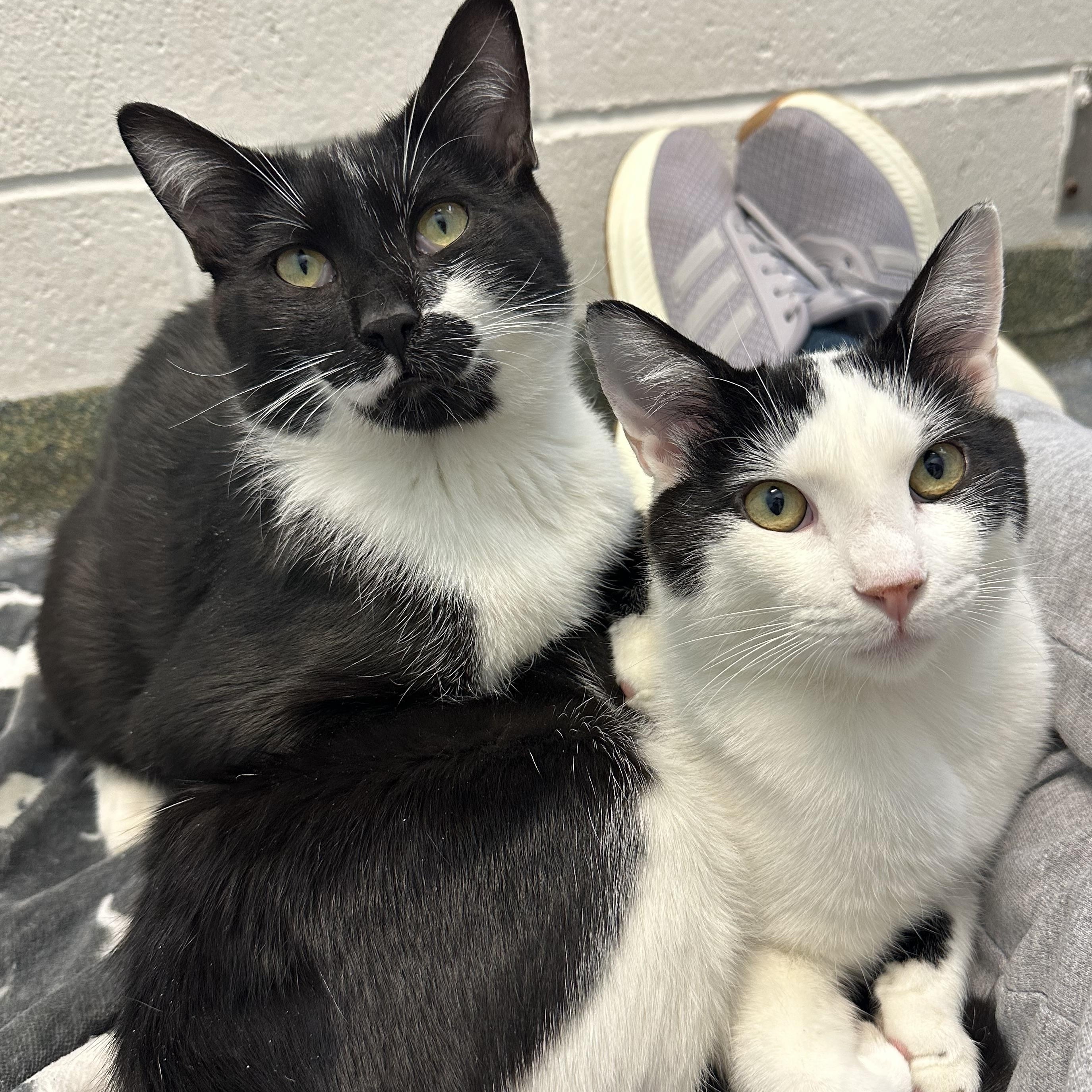 Mowgli & Finn- Bonded Brothers Looking for a Hero, a ADOPTABLE Domestic Short Hair in Clifton, NJ image 5/6