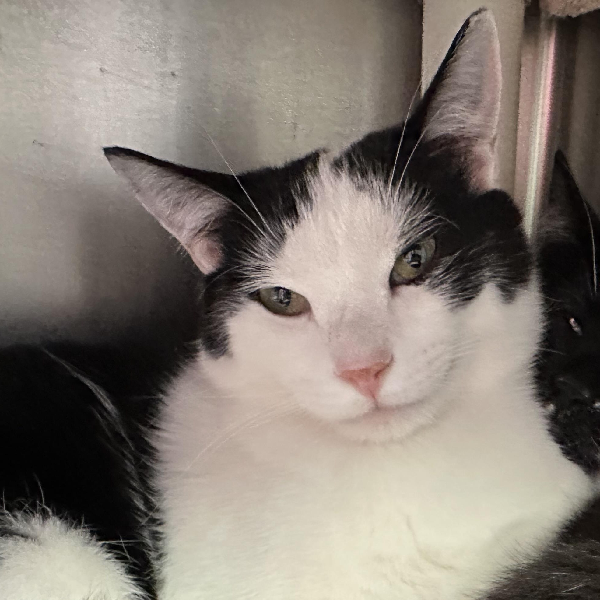 Mowgli & Finn- Bonded Brothers Looking for a Hero, a ADOPTABLE Domestic Short Hair in Clifton, NJ image 3/6