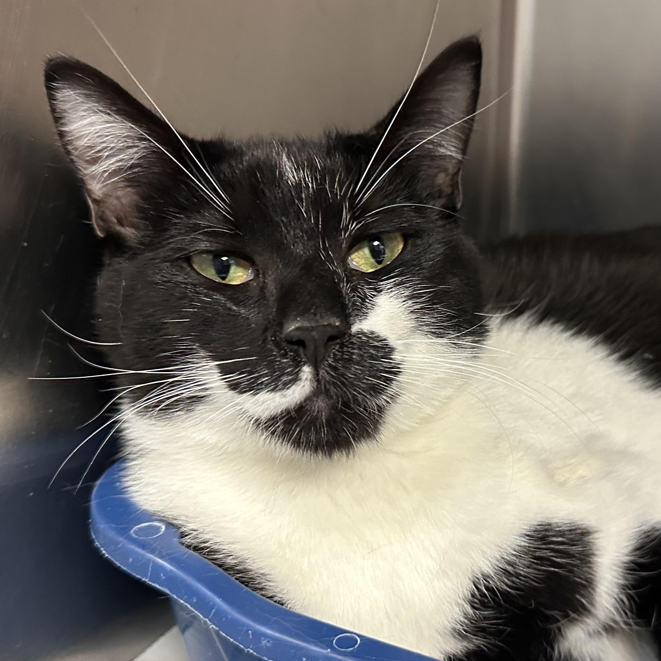 Mowgli & Finn- Bonded Brothers Looking for a Hero, a ADOPTABLE Domestic Short Hair in Clifton, NJ image 2/6