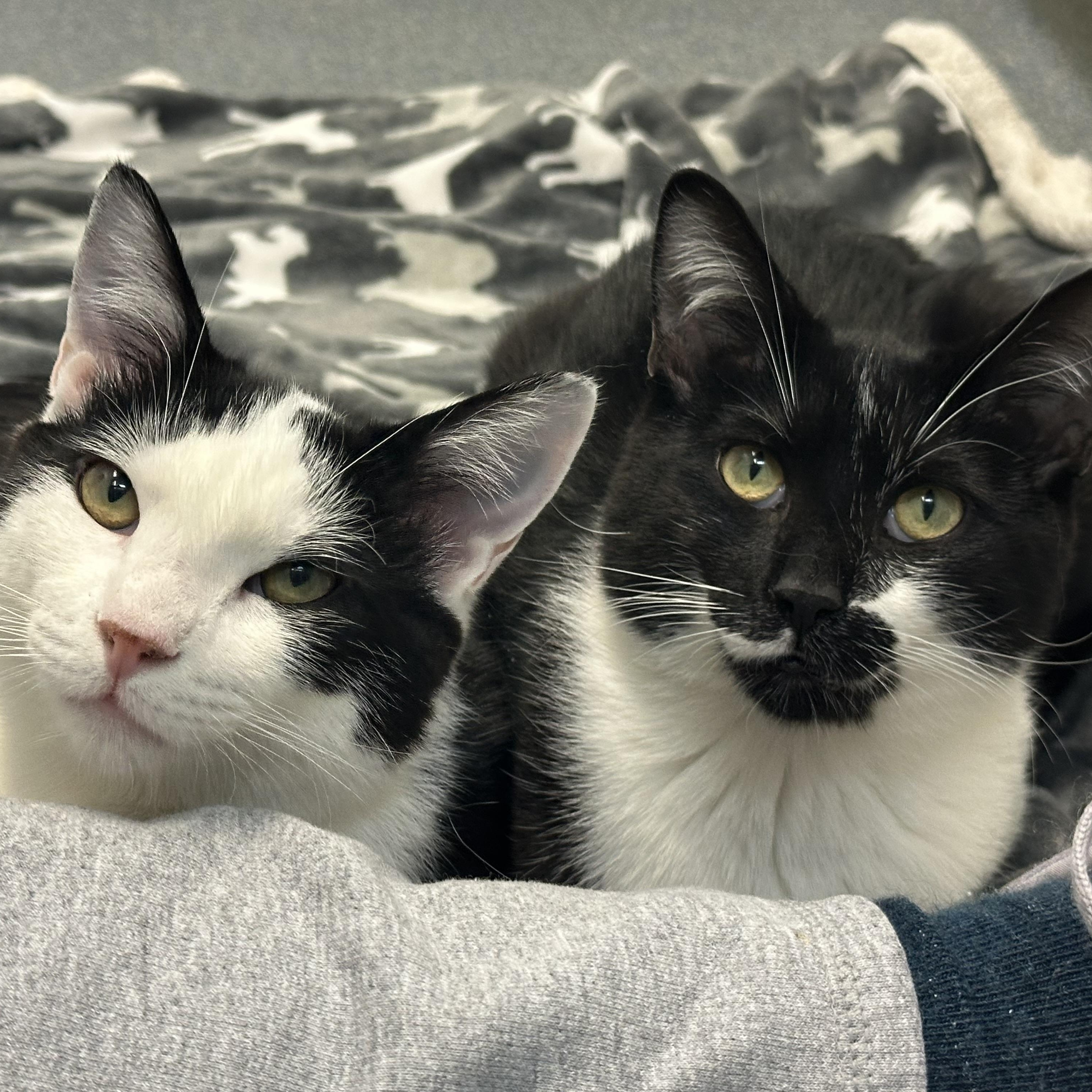 Mowgli & Finn- Bonded Brothers Looking for a Hero, a ADOPTABLE Domestic Short Hair in Clifton, NJ image 1/6