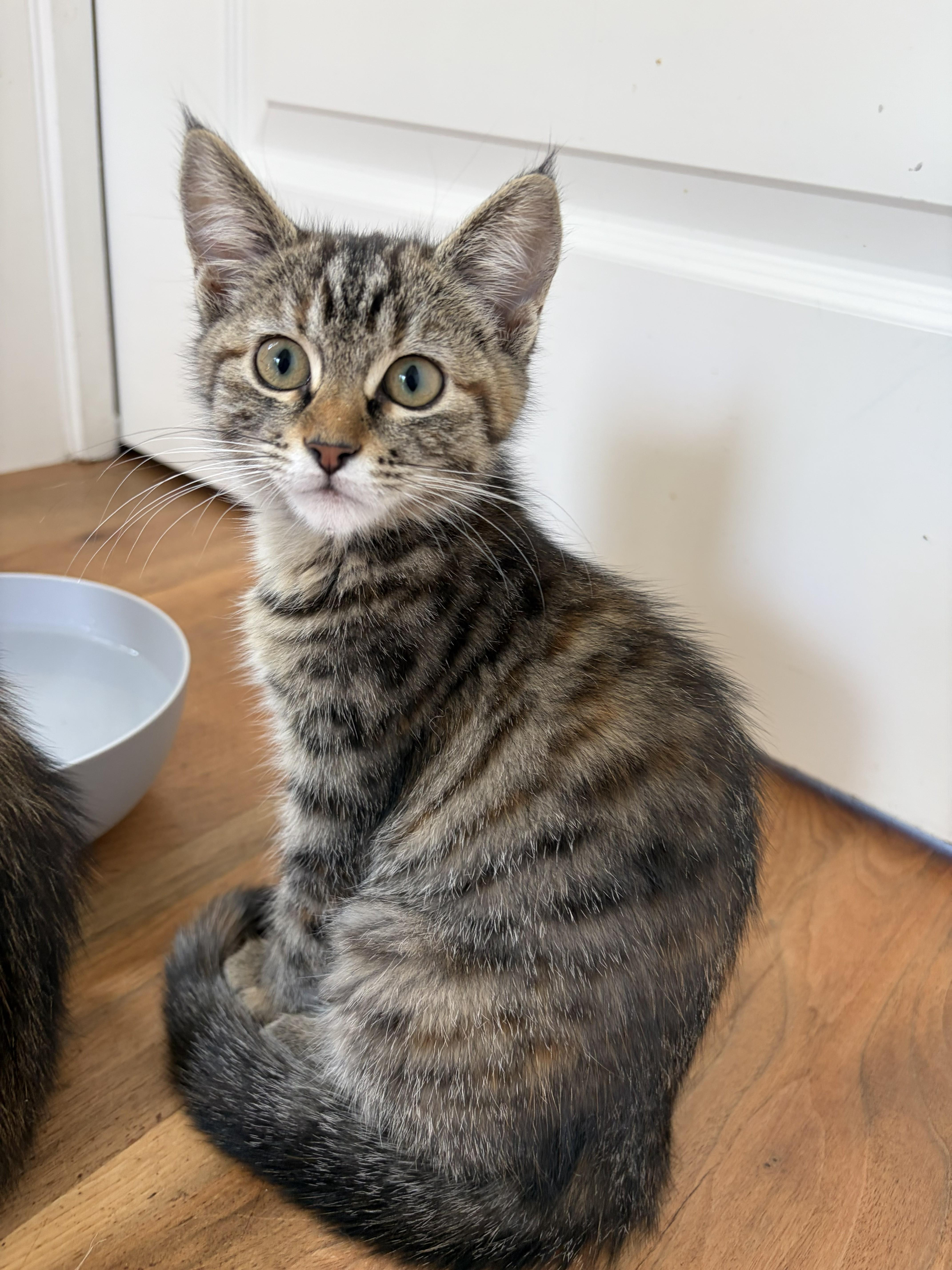 Penny, Adoptable, Kitten Female Domestic Short Hair.
