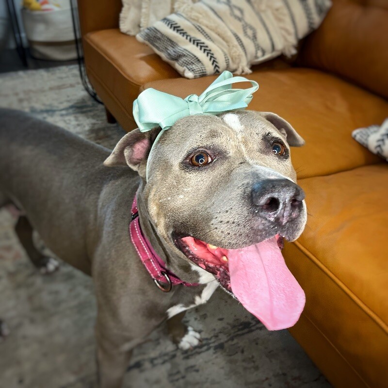 Dog for adoption Adelaide Cupcake the Cuddling Queen, an American