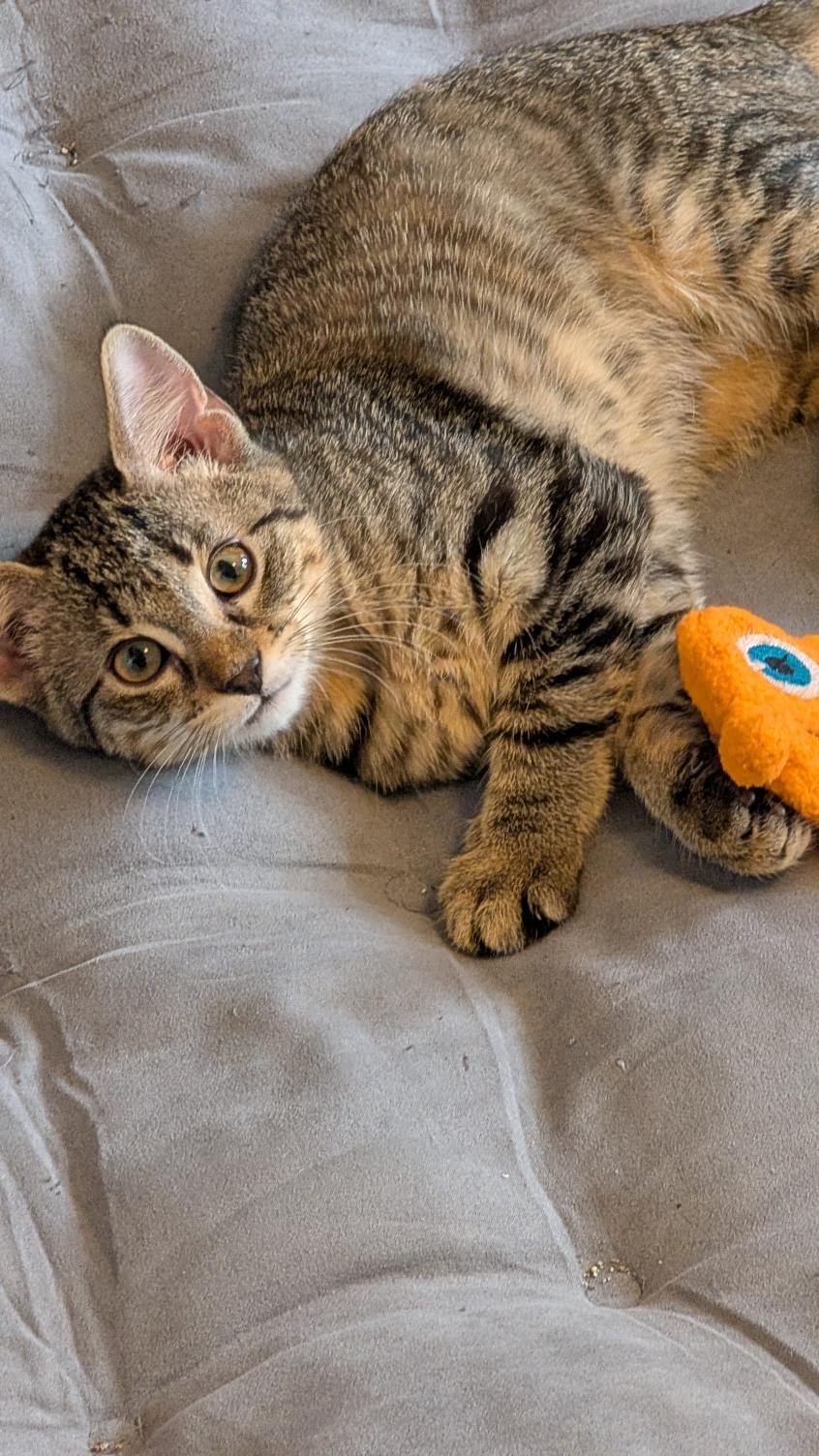 Enlarge Freya, a ADOPTABLE Domestic Short Hair in Joliet, IL image 4/4
