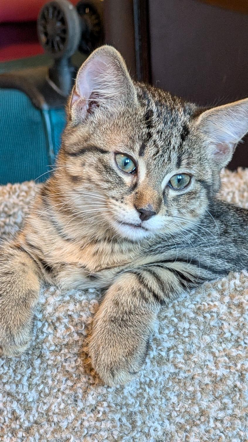 Enlarge Freya, a ADOPTABLE Domestic Short Hair in Joliet, IL image 3/4
