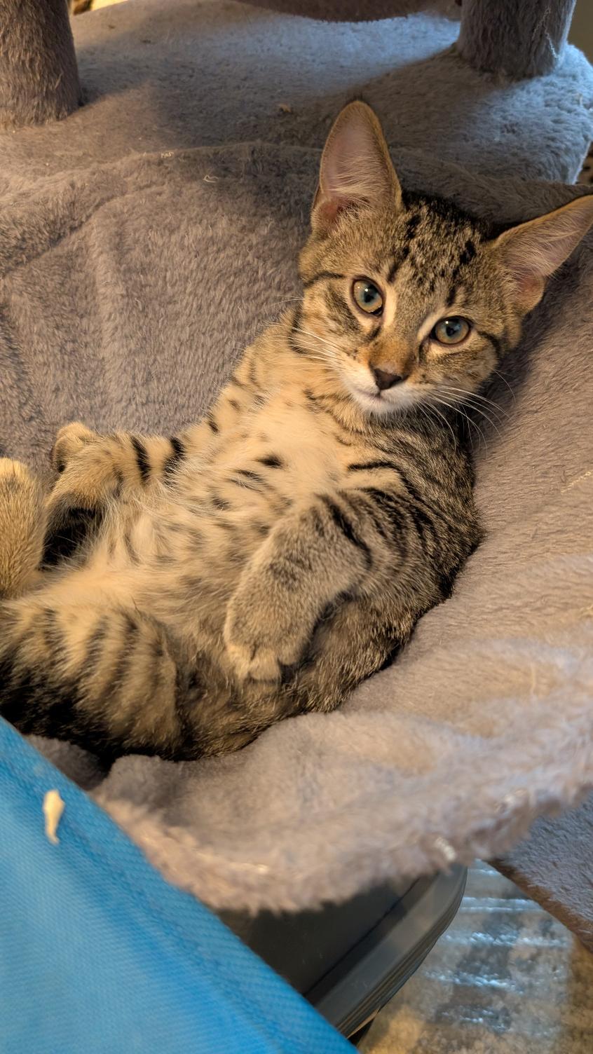 Freya, ADOPTABLE, Kitten Female Domestic Short Hair.