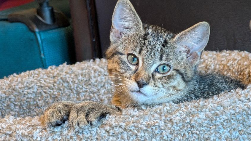 Enlarge Freya, a ADOPTABLE Domestic Short Hair in Joliet, IL image 2/4