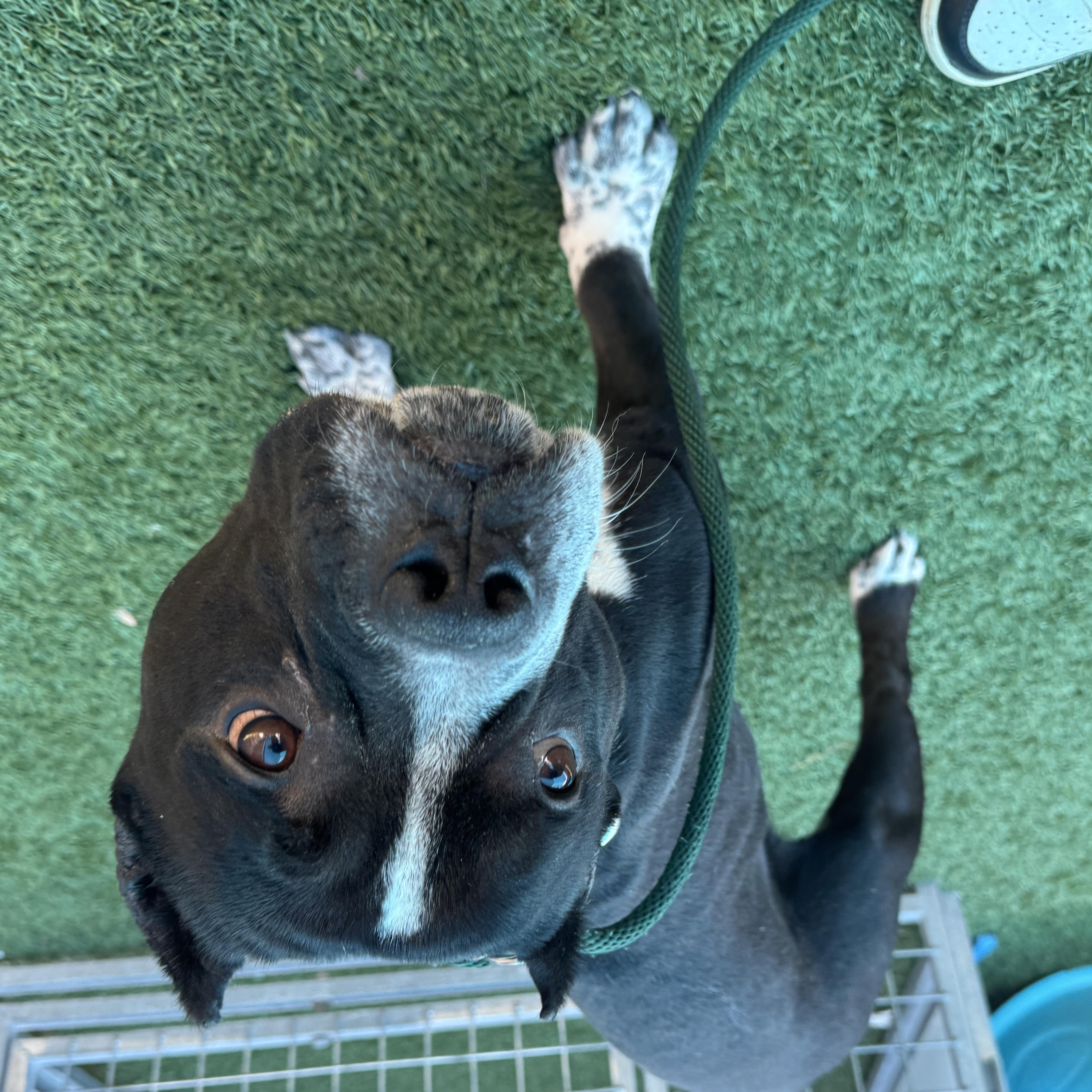 Enlarge Buddy, a Adoptable mixed breed in Portland, ME image 3/4