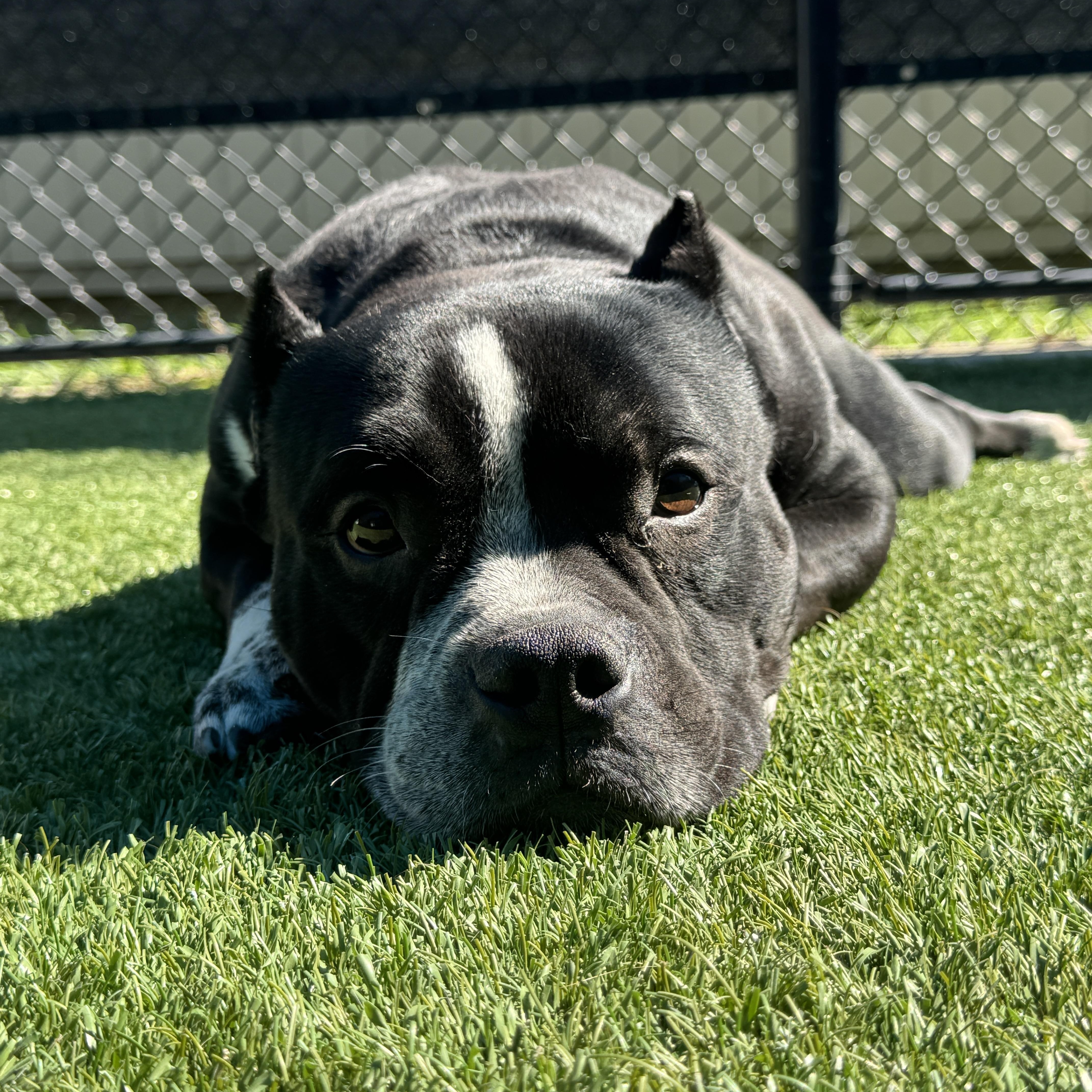 Buddy, Adoptable, Adult Male American Bully.