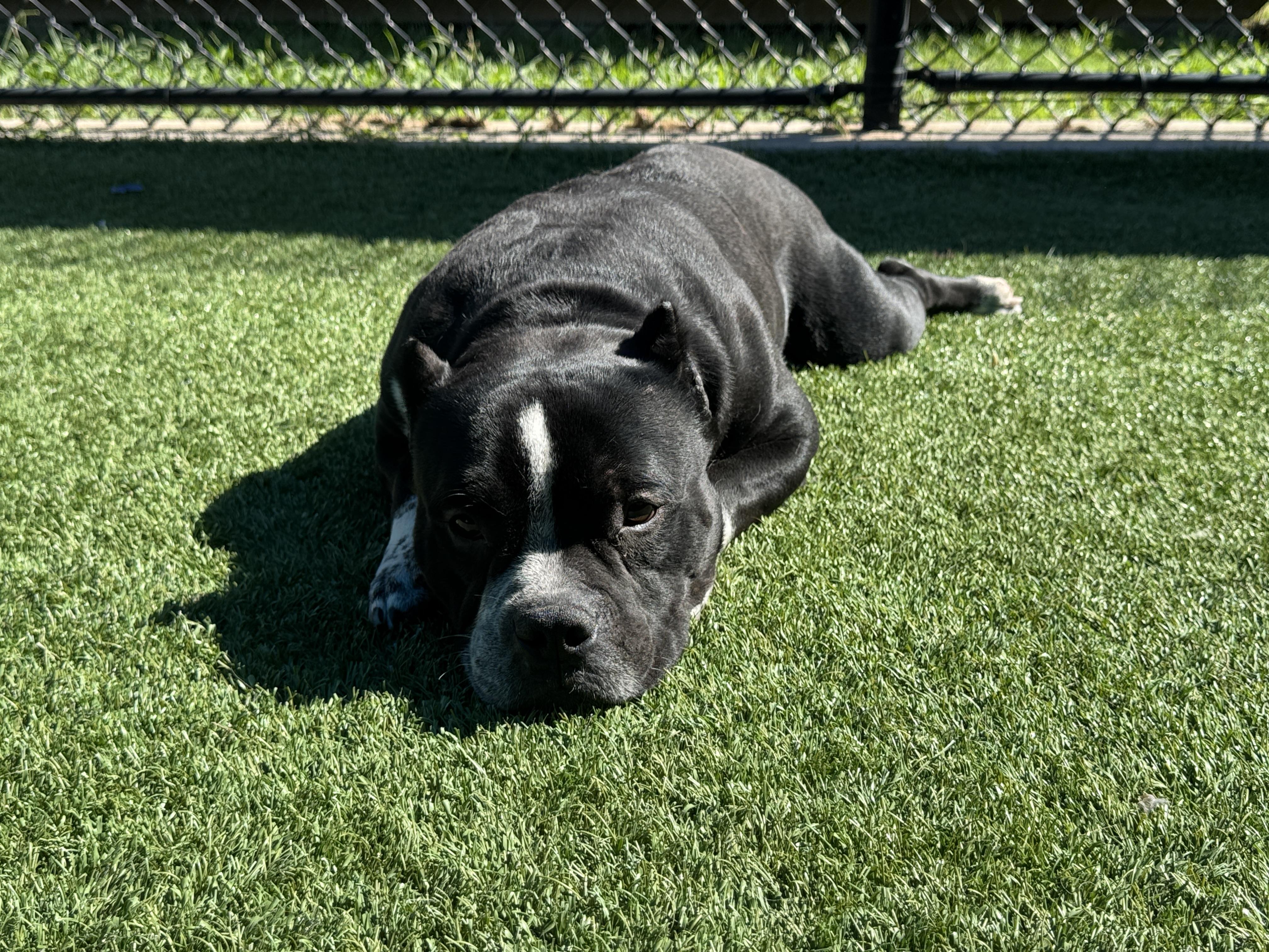 Enlarge Buddy, a Adoptable mixed breed in Portland, ME image 2/4