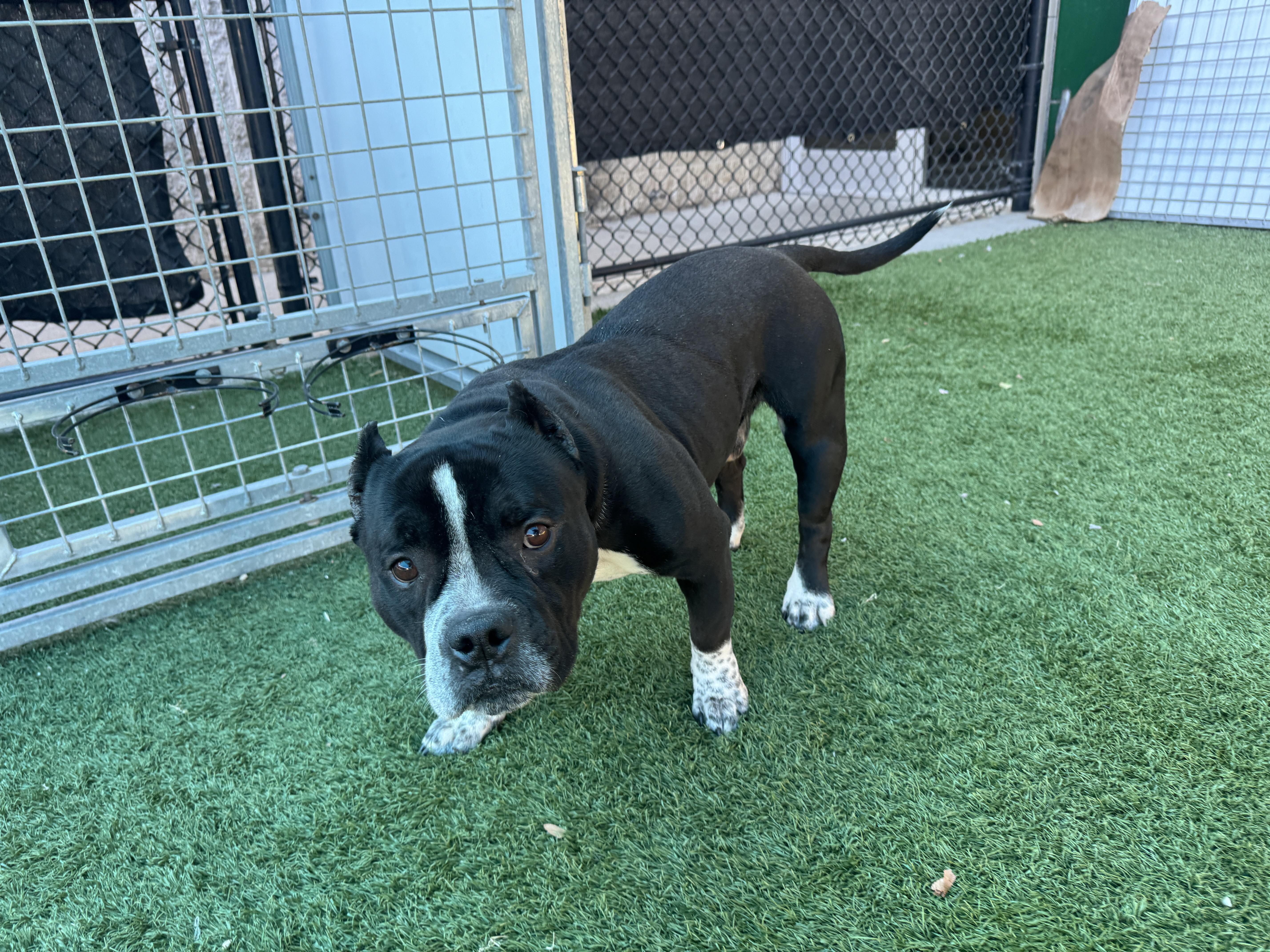 Enlarge Buddy, a Adoptable mixed breed in Portland, ME image 4/4