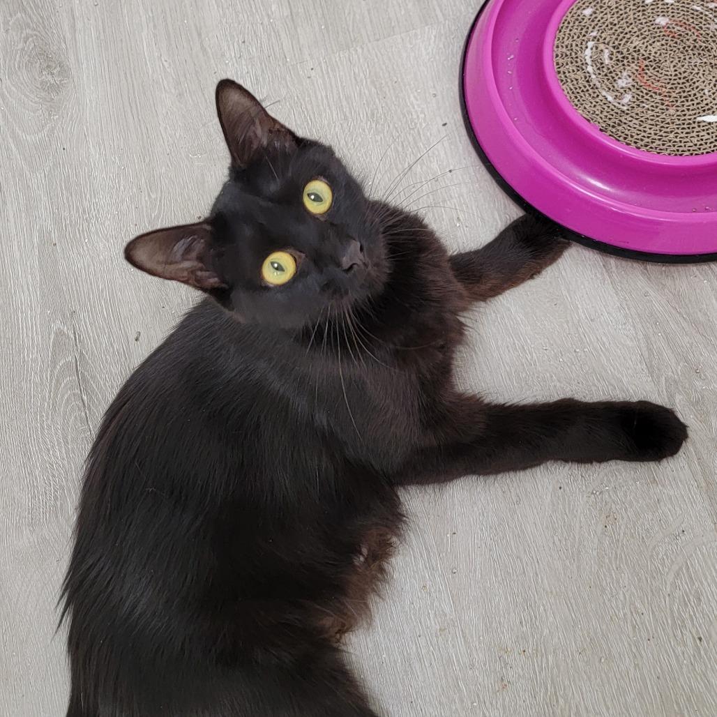 Enlarge Aurora, a Adoptable Domestic Medium Hair in Coos Bay, OR image 3/5