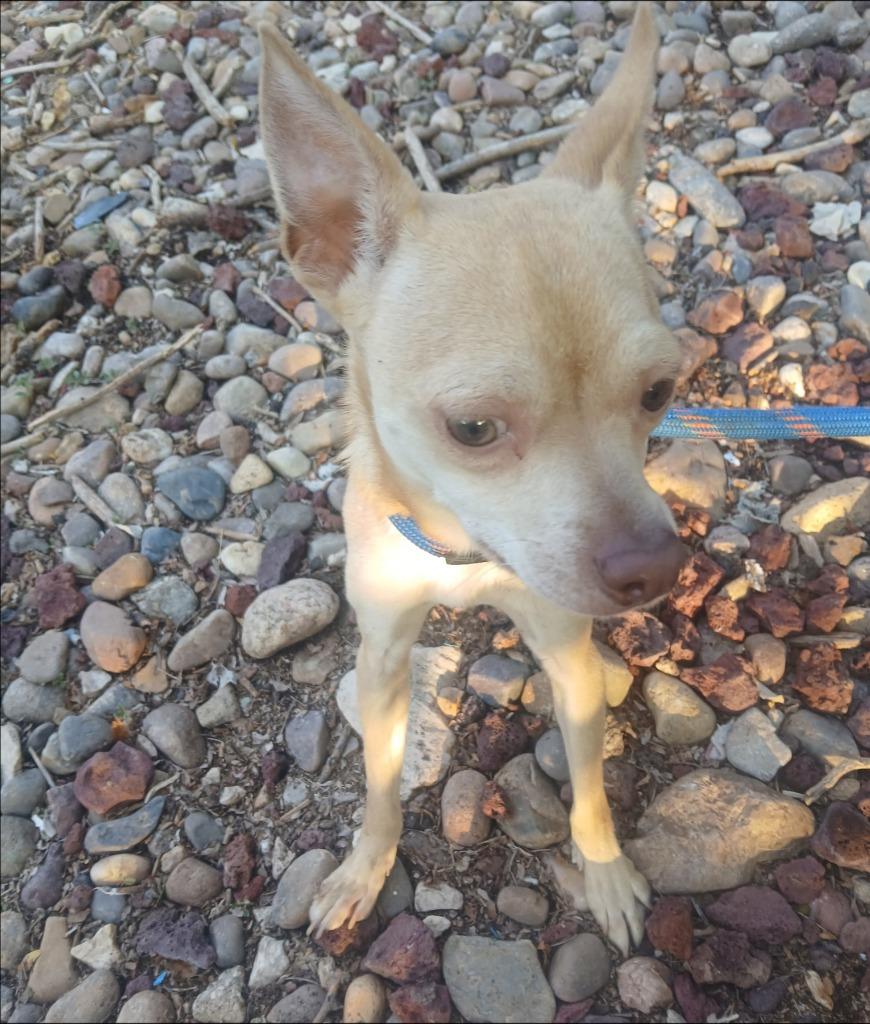 Kade, Adoptable, Young Male Chihuahua.